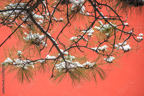 The pine tree covered with snow against the red wall