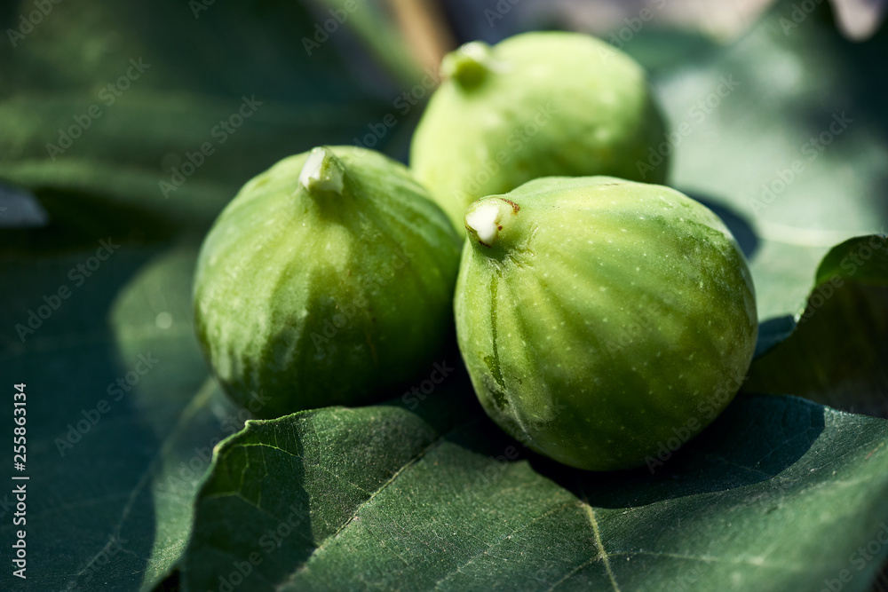 Three figs backlit on a fig leaves with white sap on the tips. Three figs backlit on a fig leaves with white sap on the tips.
