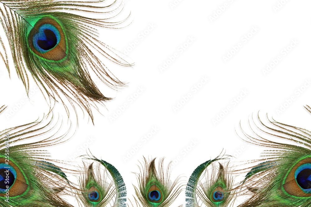 Obraz premium peacock feather in white background with text copy space