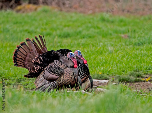 Two male wild Turkeys strutting their tail feathers during the rutting season.