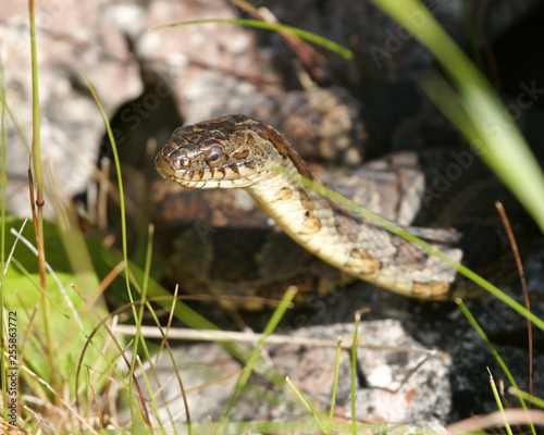 Northern Water snake © Dana