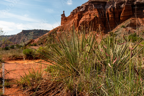 Texas Pan Handle Grasses