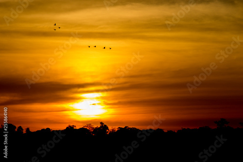Birds flying in the sunset