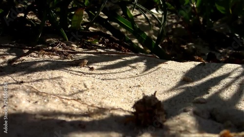 Wallpaper Mural Close up of dried plants in the shade on the sand of dunes Torontodigital.ca