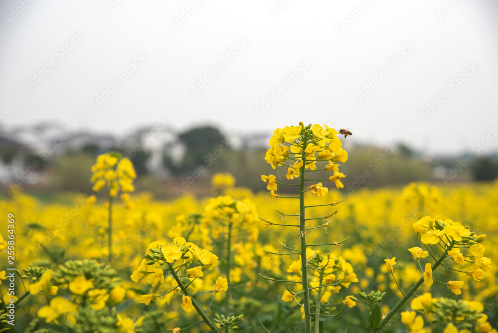 Nanjing yaxi international slow city canola pastoral scenery agricultural Nanjing yaxi international slow city canola pastoral scenery agricultural