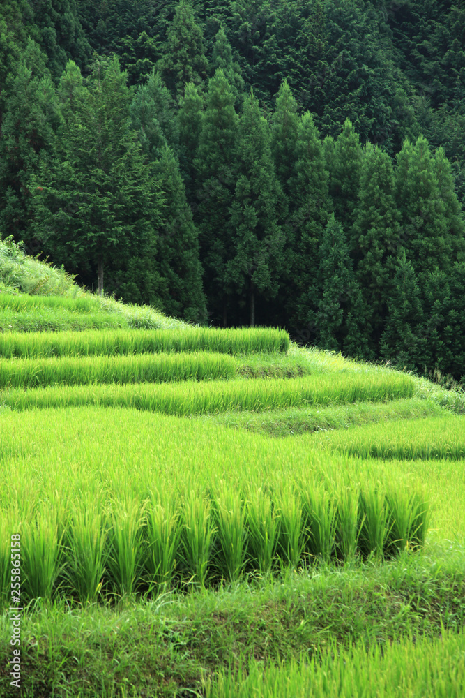 静岡-大栗安の棚田 静岡-大栗安の棚田