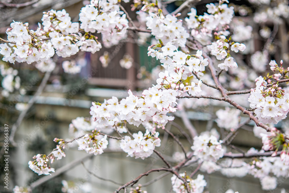 Obraz premium Selective focus of sakura or cherry blossom over the Nakameguro canal , Tokyo, japan