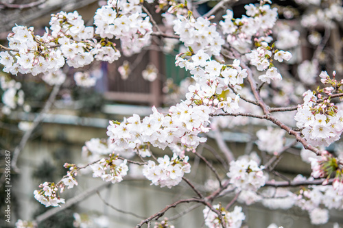 Selective focus of sakura or cherry blossom over the Nakameguro canal , Tokyo, japan