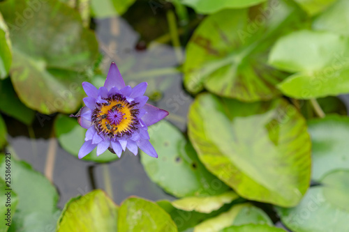 Bees Swarming on the Purple Lotus Flower. 