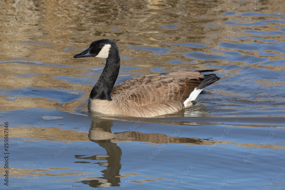 Canada goose swimming in lake with golden reflections in water from dry winter grass on shore