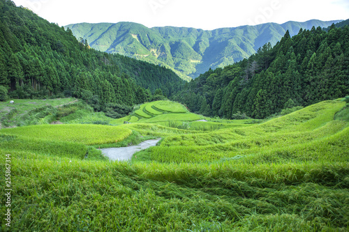徳島-樫原の棚田