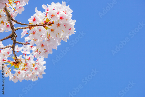 Close up of cherry blossoms and blue sky space.                                                         