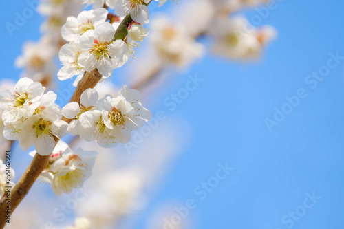 【写真素材】梅の花 青空 ３月 春 コピースペース