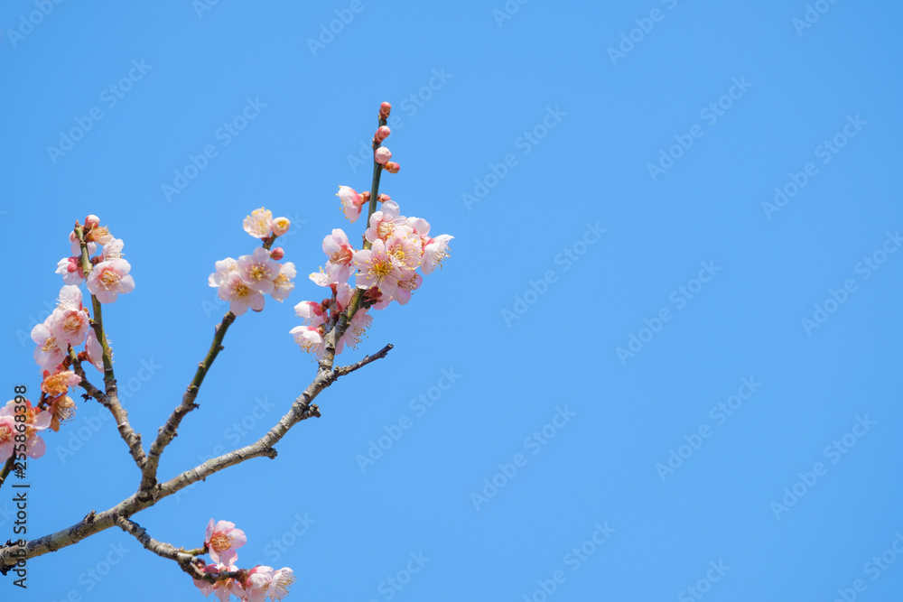 【写真素材】梅の花　青空　３月　春　コピースペース