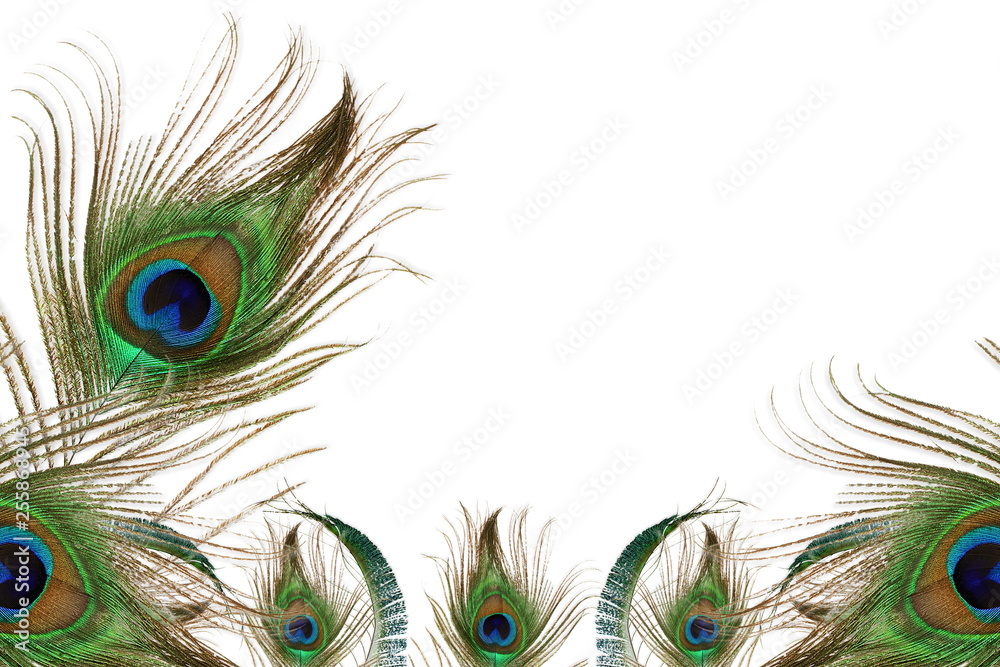 Fototapeta premium peacock feather in white background with text copy space