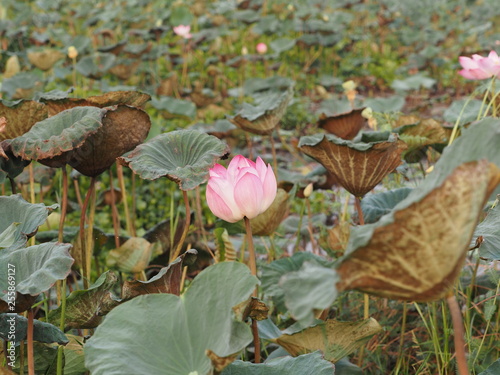 Nelumbo Sacred Lotus Pink flower in the pond Bung boraphet photo