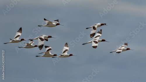 Flock of Red-necked Avocets (Recurvirostra novaehollandiae) flying above wetlands, NSW - native to Australia © Anne Powell