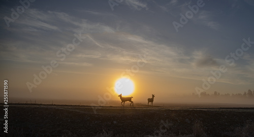2 deer in the early winter morning