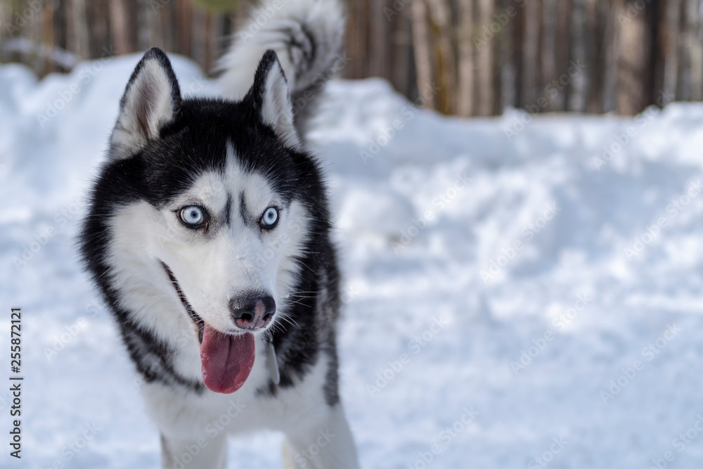 Cheerful muzzle Siberian husky dog. Sly  husky dog with blue eyes and open mouth.