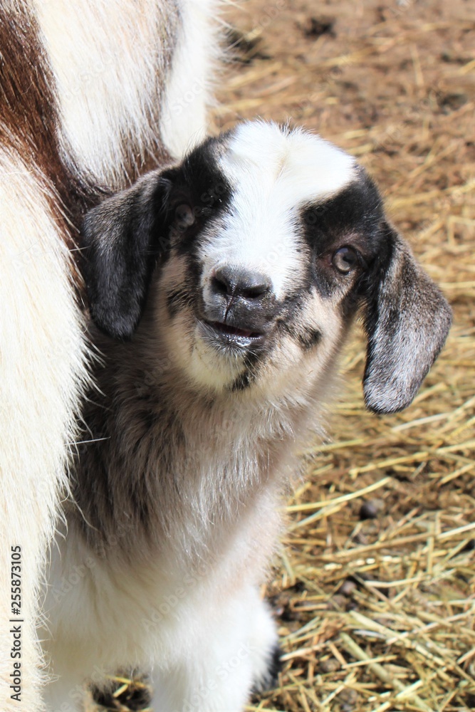 Happy Baby Goat