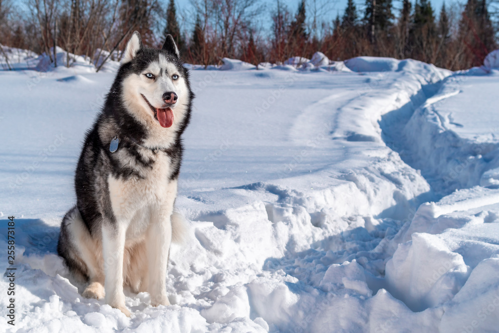 Cheerful Siberian husky dog with blue eyes in winter sunny field and forest. Copy space.