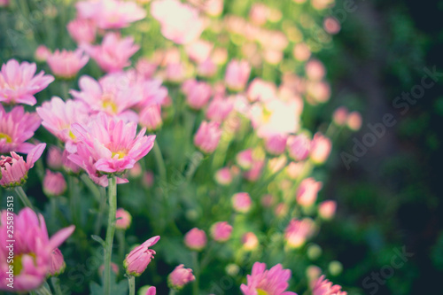 soft focus beautiful field of cosmos flower background