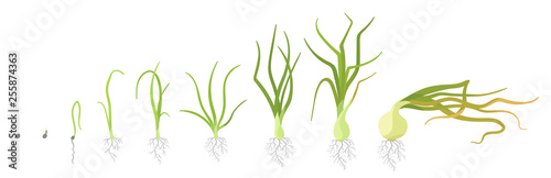Crop stages of onion. Growing onion plants. Bulbs life cycle. Harvest growth biology. Allium vector flat Illustration.