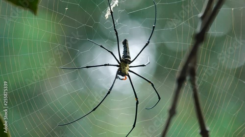 Big spider sitting on its net. Nephilidae is a spider family that lives in tropical and subtropical environments in the America, Africa, Asia, and Australia photo