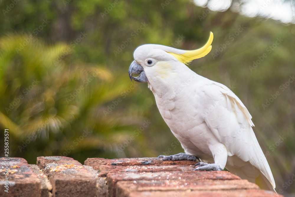 Yellow-Crested Cockatoo on brick wall 2 Yellow-Crested Cockatoo on brick wall 2