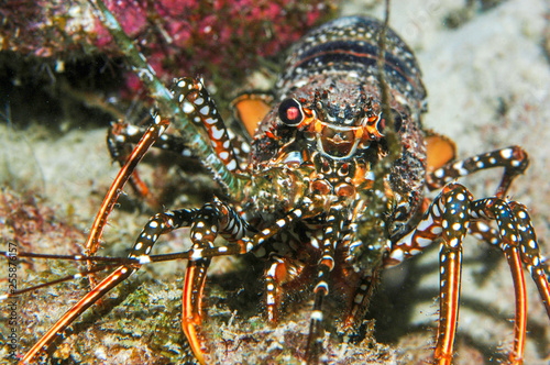 Underwater Live Lobster