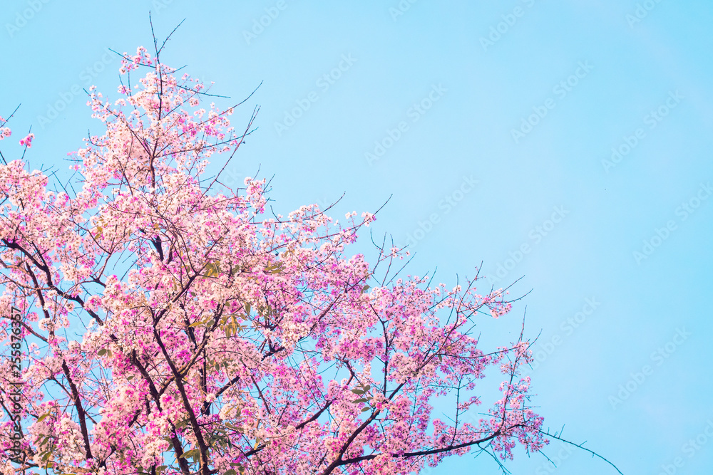 Pink cherry blossom, beautiful flowers against blue sky in spring summer lovely sweet nature Pink cherry blossom, beautiful flowers against blue sky in spring summer lovely sweet nature