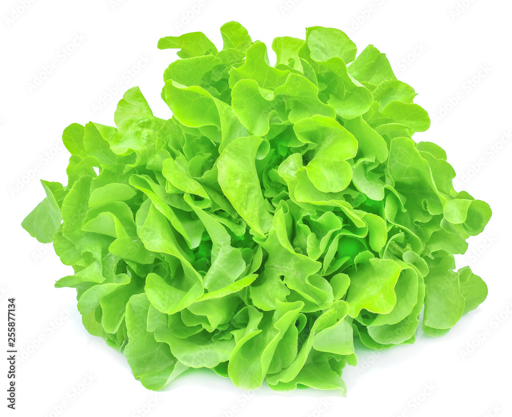 Fresh green oak Lettuce salad isolated on white background Fresh green oak Lettuce salad isolated on white background