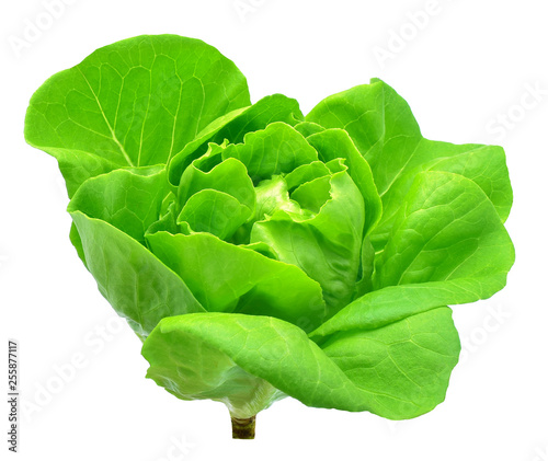 Butter head lettuce vegetable for salad on white back ground