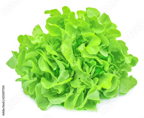 Fresh green oak Lettuce salad isolated on white background photo