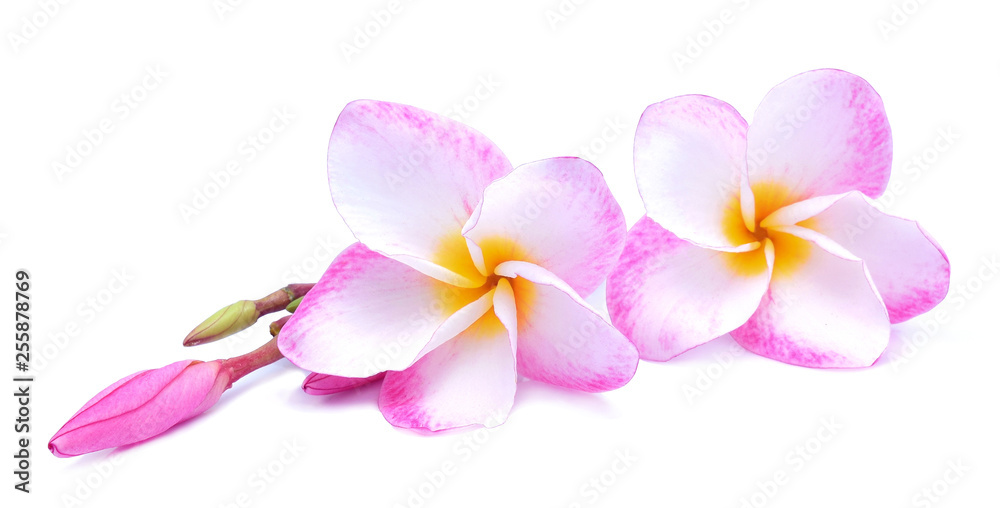 frangipani flower isolated on white background frangipani flower isolated on white background