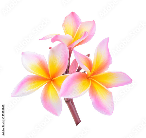 frangipani flower isolated on white background