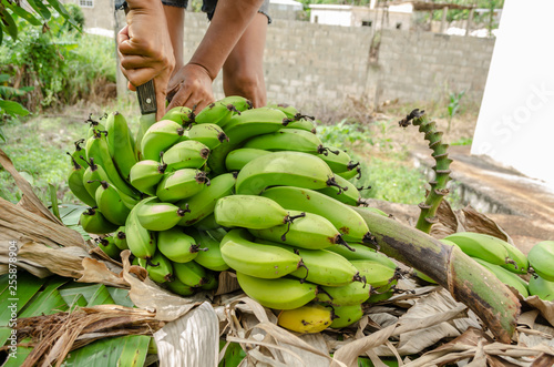 Cutting Harvested Banana Bunch photo