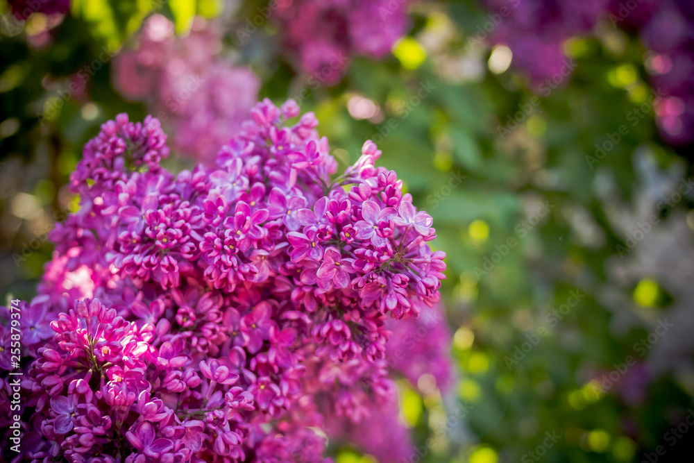 Obraz premium lilac flowers with green leaves in sunny spring day.Lilac blooms. A beautiful bunch of lilac closeup.Flowering. Lilac Bush Bloom. flowers in the garden. Selective focus. Copy space