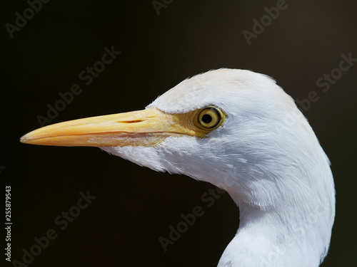 Cattle egret (Bubulcus ibis)