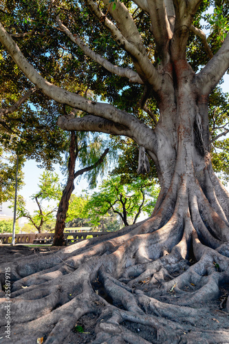 Tree roots, Moreton Bay Fig, Los Angeles, California