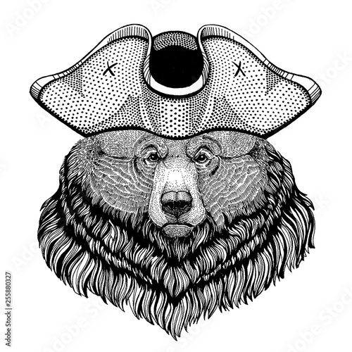 Grizzly bear wearing pirate tricorn hat. Capitan costume.