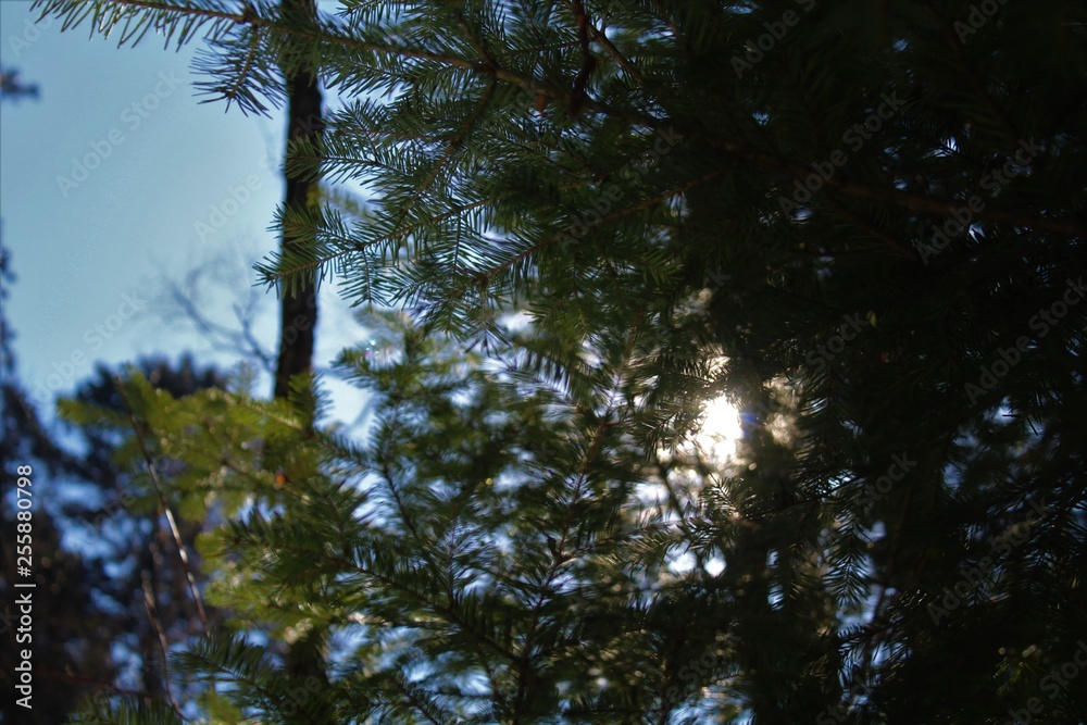forest forest