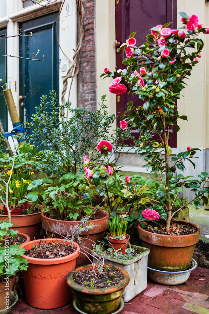 plants in the pots in the Amsterdam