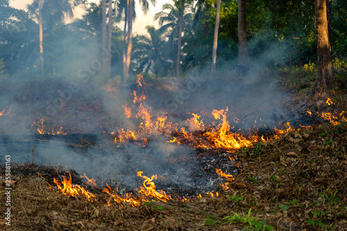 Bush fire in tropical forest in island Koh Phangan, Thailand, close up © OlegD