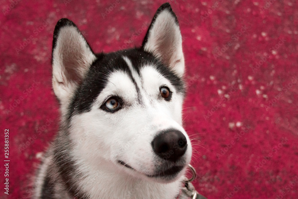 portrait  of beautiful husky dog on a red background
