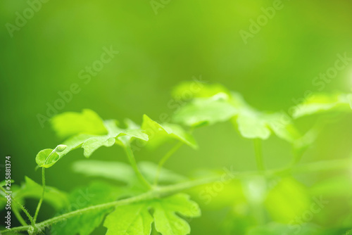 Closeup view of natural green leaf color under sunlight. Use in the background, or wallpaper.  Nature concept. © Rattana.R