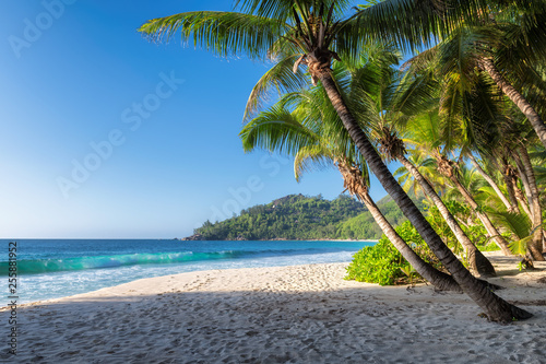 Fototapeta Naklejka Na Ścianę i Meble -  Sunny beach with palm and turquoise sea.  Summer vacation and tropical beach concept.  