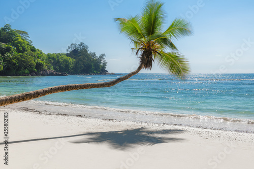 Fototapeta Naklejka Na Ścianę i Meble -  Paradise beach. Sunny beach with coconut palm and turquoise sea in Seychelles.
