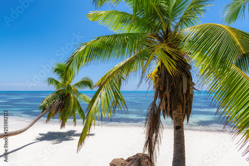 Exotic beach. Coco palm trees on white sand in paradise tropical beach. 