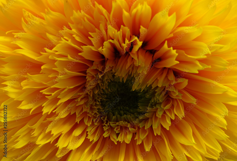 Yellow Flower Blooming Macro Shot Yellow Flower Blooming Macro Shot